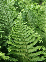 Hardy Fern Dryopteris filix-mas 'Crispa Cristata'